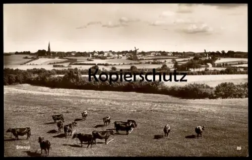 ALTE POSTKARTE STERUP BEI ANGELN WINDMÜHLE Kühe Cows Vaches Kuh Cow Windmill Windmolen Molen Moulin à vent postcard cpa