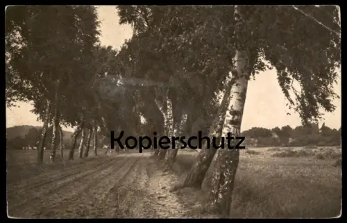 ALTE KÜNSTLER POSTKARTE LANDSCHAFTSSTUDIEN No.1812 LANDSCHAFT Fotografie Photographie photography Allee alley Birke tree