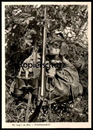 ÄLTERE POSTKARTE DACKEL WAIDMANNSHEIL RAUHAARDACKEL Teckel Basset Dachshund Jagd hunter chasseur Dorfmeister Gergweis