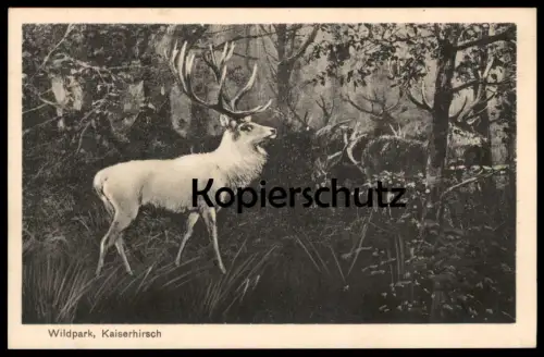 ALTE POSTKARTE WILDPARK BERLIN KAISERHIRSCH WEISSER HIRSCH REH REHE red deer cerf élaphe chevreuil cervo cpa postcard AK
