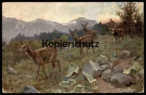 ALTE KÜNSTLER POSTKARTE REHE & HIRSCH SIGN. MATTEI Reh red deer cerf élaphe chevreuil cervo cpa postcard Ansichtskarte