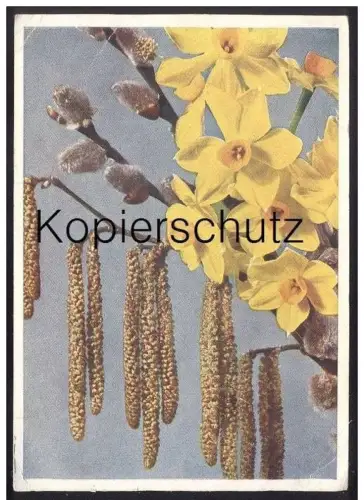 ALTE POSTKARTE BLUMEN NARZISSE Narcisse Daff Daffodil Daffodils Flowers Fleurs Stempel Chemnitz 1943 Nahrung ist Waffe