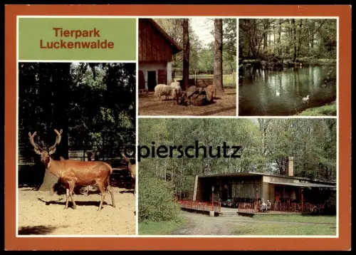 ÄLTERE POSTKARTE TIERPARK LUCKENWALDE HIRSCH SCHAF ZACKELSCHAF deer cerf jardin zoologique Zoo postcard cpa AK