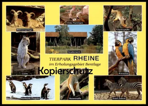 POSTKARTE TIERPARK RHEINE ZEBRA AFFE FLAMINGO LUCHS PINGUINE ARAUNA penguin jardin zoologique Zoo postcard cpa AK