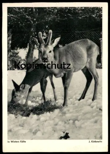ÄLTERE POSTKARTE IN WINTERS KÄLTE REHE J. KITTKEWITZ Hirsch Reh Hirsche Roe fallow deer daim chevreuil cerf hiver Winter