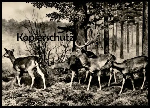 ÄLTERE POSTKARTE BERLIN MUSEUM FÜR NATURKUNDE DAMWILD REH HIRSCH Rehe Hirsche Roe fallow deer daim chevreuil cerf cpa AK