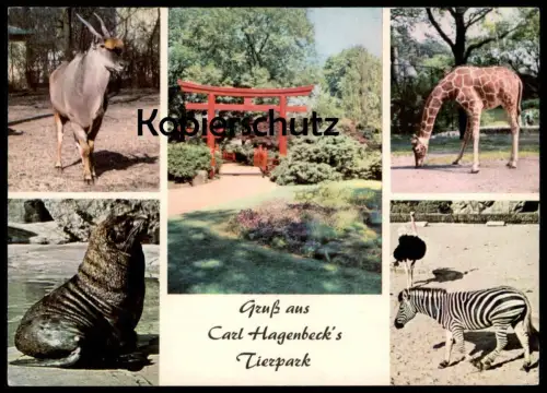 POSTKARTE GRUSS AUS CARL HAGENBECK'S TIERPARK HAMBURG STELLINGEN ZOO ZEBRA STRAUSS GIRAFFE SEELÖWE jardin zoologique