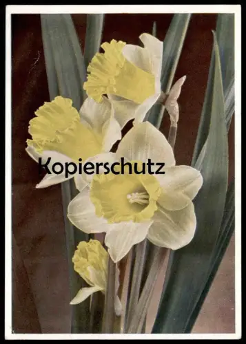 ALTE POSTKARTE BLUMEN TROMPETEN-NARZISSEN VERFASST WILSNACK 16.02.1945 Narcisse Daff Daffodil Flowers Fleurs postcard AK
