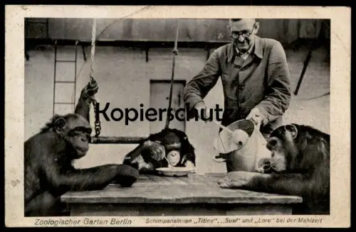 ALTE POSTKARTE ZOO BERLIN SCHIMPANSE TITINE SUSI LORE FEEDING CHIMPS JARDIN ZOOLOGIQUE ZOOLOGICA Chimp Chimpanzé Affe AK