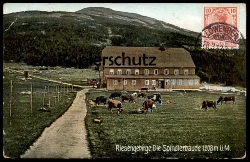 ALTE POSTKARTE RIESENGEBIRGE DIE SPINDLERBAUDE Stempel Löwenberg Schlesien Ansichtskartensammler Globus (Kosmopolit) Kuh
