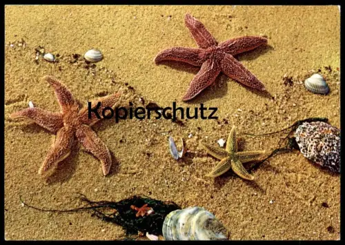 ÄLTERE POSTKARTE INSEL SYLT MUSCHEL SEESTERN sea shell starfish coquillage de mer cpa postcard AK Ansichtskarte