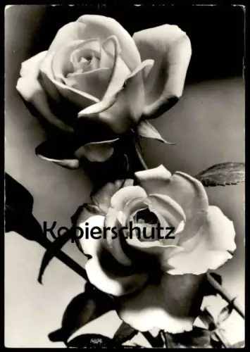 ÄLTERE POSTKARTE HERZLICHE GEBURTSTAGSGRÜSSE ROSEN DDR Blumen Blume Flower Flowers Rose Foto Jesora Karl-Marx-Stadt