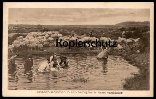 ALTE POSTKARTE SCHAPEN-WASSCHEN IN EEN HEIDEPLAS TE ASSEL APELDOORN Schafe sheep washing Nederland netherlands pays-bas