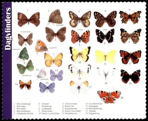 POSTKARTE DAGVLINDERS SCHMETTERLINGE BUTTERFLY Schmetterling Dagvlinder papillon papillons butterflies insect insecte AK