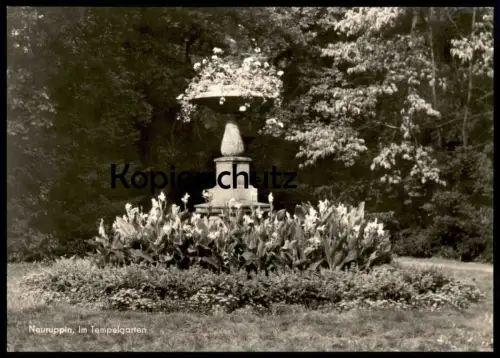 ÄLTERE POSTKARTE NEURUPPIN IM TEMPELGARTEN Garten botanic garden jardin botanique flowers fleurs Ansichtskarte postcard