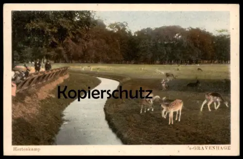 ALTE POSTKARTE HERTENKAMP 'S-GRAVENHAGE DEN HAAG Hirsch Reh Rehe Hirsche Roe fallow deer daim chevreuil cerf postcard AK