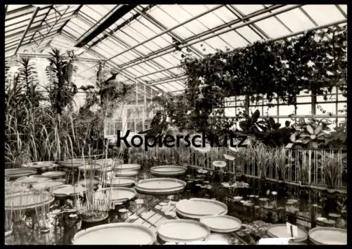 ÄLTERE POSTKARTE BOTANISCHER GARTEN JENA VICTORIA-HAUS 1978 SEEROSE nénufar water lily Botanik Pflanzen botany garden AK