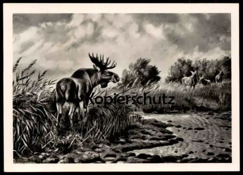 ÄLTERE POSTKARTE ELCH FRIEDRICH REIMANN ZEULENRODA elk moose élan brocard orignal cpa postcard AK Ansichtskarte