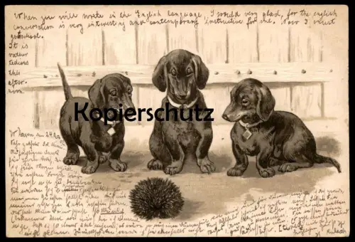 ALTE PRÄGE POSTKARTE DACKEL & IGEL teckel basset dachshund Humor humour dog hedgehog hérisson embossed postcard gauffrée