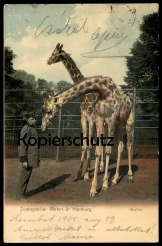 ALTE POSTKARTE ZOO HAMBURG GIRAFFE GIRAFFEN NETZGIRAFFE girafe Tierpark Garden jardin zoologique postcard Ansichtskarte