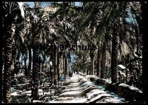 ÄLTERE POSTKARTE BASRAH DATE GROVE Basra Irak Iraq garden Garten cpa postcard AK Ansichtskarte