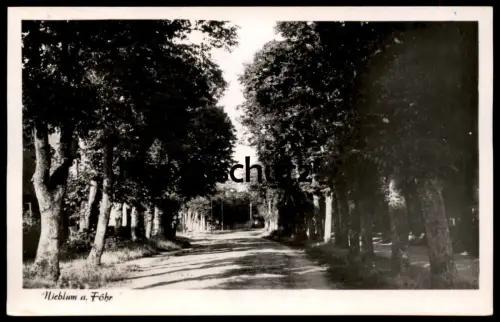 ALTE POSTKARTE NIEBLUM AUF FÖHR ALLEE alley Insel cpa postcard Ansichtskarte AK
