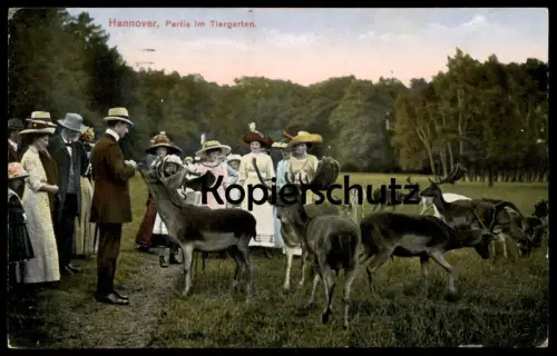 ALTE POSTKARTE HANNOVER PARTIE IM TIERGARTEN FÜTTERUNG HIRSCH Reh roe deer chevreuil cerf AK Ansichtskarte cpa postcard