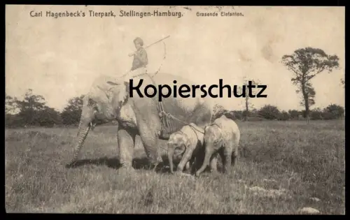ALTE POSTKARTE CARL HAGENBECK'S TIERPARK STELLINGEN HAMBURG GRASENDE ELEFANTEN Elefant elephants circus cirque postcard