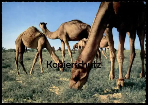 ÄLTERE POSTKARTE CAMELS SAUDI ARABIA SAUDI-ARABIEN Kamele Kamel chameau Ansichtskarte postcard AK cpa