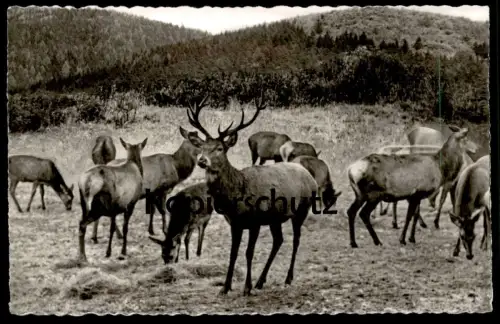 ÄLTERE POSTKARTE WILDFÜTTERUNG IM ASTENGEBIET WINTERBERG Reh Hirsch roe deer cerf chevrenil postcard Ansichtskarte cpa