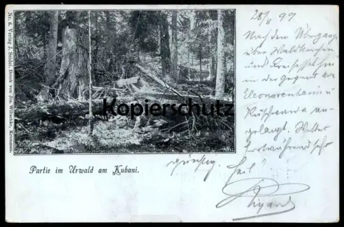 ALTE POSTKARTE PARTIE IM URWALD AM KUBANI Kubany Boubin Böhmen tree arbre Baum cpa postcard AK Ansichtskarte