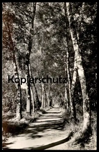 ÄLTERE POSTKARTE NEURUPPIN BIRKENALLEE IM STADTPARK BIRKE Baum Birken Allee alley Rotophot postcard cpa AK Ansichtskarte