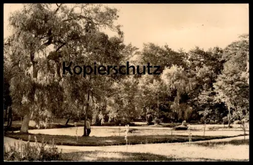 ÄLTERE POSTKARTE NEURUPPIN GOLDFISCHTEICH IM STADTPARK Mann lehnt am Baum tree arbre postcard cpa AK Ansichtskarte