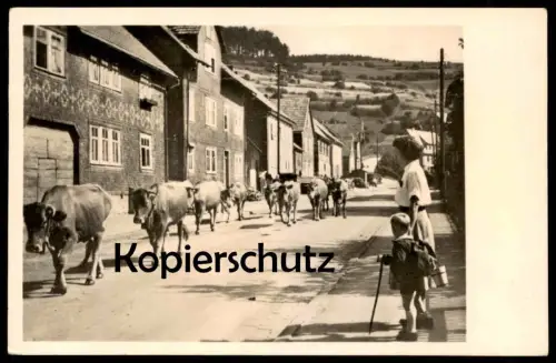 ALTE POSTKARTE LUFTKURORT PAPPENHEIM THÜRINGEN FRIEDRICHRODAER STRASSE KLEINSCHMALKALDEN KUHTRIEB KÜHE Floh-Seligenthal