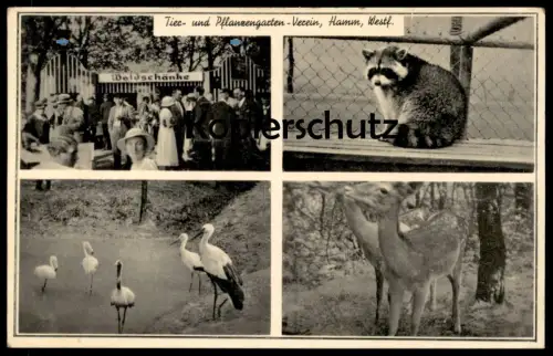ALTE POSTKARTE HAMM TIER- & PFLANZENGARTEN-VEREIN ZOO REH DEER CHEVREUIL WASCHBÄR STORCH stork coon Beflaggung