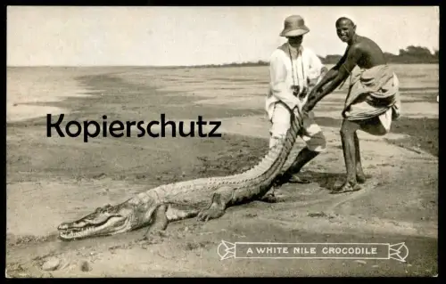 ALTE POSTKARTE A WHITE NILE CROCODILE Krokodil croco alligator cpa AK Ansichtskarte postcard