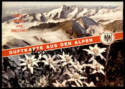 ÄLTERE POSTKARTE DUFTKARTE AUS DEN ALPEN EDELWEISS KIEFERNDUFT REIBE HIER UND RIECHE AK cpa postcard Ansichtskarte