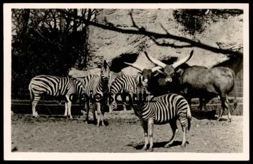 ALTE POSTKARTE ZEBRAS UND WATUSSI RIND CARL HAGENBECK'S TIERPARK Hamburg Hagenbeck Zebra Zoo cow postcard AK cpa