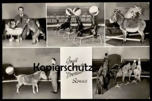 ALTE POSTKARTE GRUSS AUS DER DRESSURSCHULE ZEBRA AFFE ESEL SEEHUND DRESSUR VERMENSCHLICHT Hamburg Hagenbeck Zoo postcard