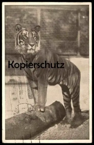 ALTE POSTKARTE WIEN SCHÖNBRUNN TIERGARTEN KÖNIGSTIGER FELIS TIGRIS Zoo zoological garden jardin zoologique Ansichtskarte