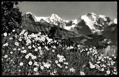 ÄLTERE POSTKARTE SCHWEIZ EIGER MÖNCH UND JUNGFRAU CHRYSANTHEMUM LEUCANTHEMUM WUCHERBLUME Botanik Blumen Blume cpa