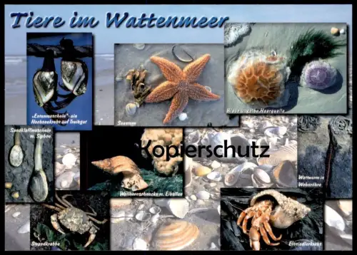 POSTKARTE TIERE IM WATTENMEER MUSCHEL COQUILLAGE DE MER sea Shell Seestern star etoile Krebs crab crabe postcard cpa