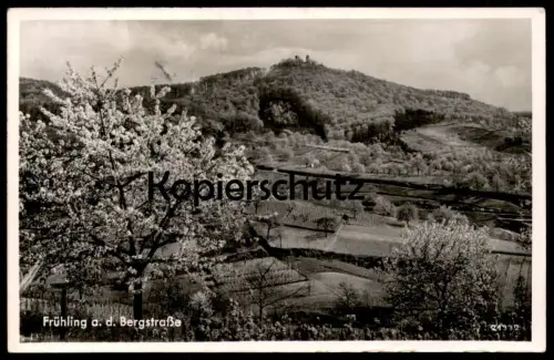 ALTE POSTKARTE FRÜHLING AN DER BERGSTRASSE BLICK NACH DEM AUERBACHER SCHLOSS Bensheim Kirschblüte Kirsche Ansichtskarte