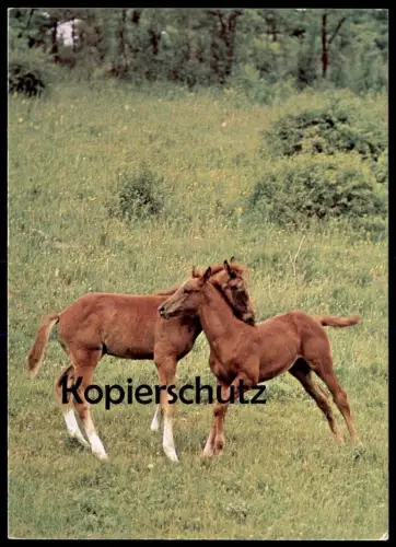 ÄLTERE POSTKARTE FOHLEN SPIELEN TOLLEN AUF WIESE young horses playing horse Pferd cheval Pferde Ansichtskarte postcard