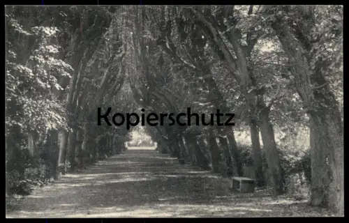 ALTE POSTKARTE DIEBURG ALLEE IM SCHLOSSGARTEN 13.05.1919 Baum tree alley Jakisch Ansichtskarte postcard cpa AK