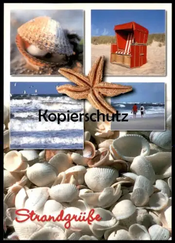 POSTKARTE STRANDGRÜSSE SEE MEER MUSCHEL SEESTERN COQUILLAGE DE MER Möwe seastar etoile shell postcard Ansichtskarte AK