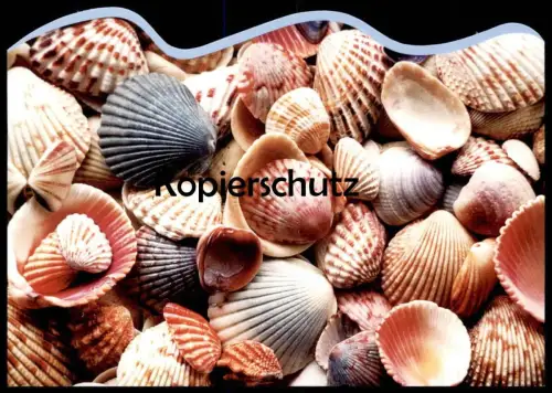 POSTKARTE MEER MUSCHELFELD MUSCHEL MUSCHELN COQUILLAGE DE MER sea shell Ansichtskarte cpa postcard AK