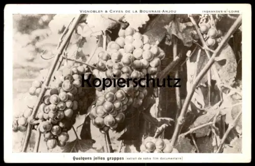 ALTE POSTKARTE VIGNOBLES & CAVES DE LA BOUVRAIE-ANJOU QUELQUES JOLIES GRAPPES Weintrauben Traube Film Son Vignoble cpa