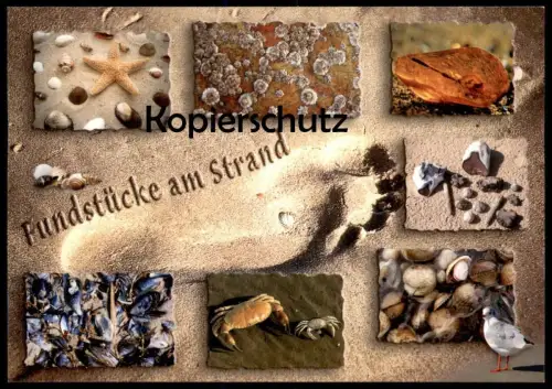 POSTKARTE FUNDSTÜCKE AM STRAND MEER MUSCHEL COQUILLAGE DE MER Krebs seastar Seestern etoile postcard Ansichtskarte shell