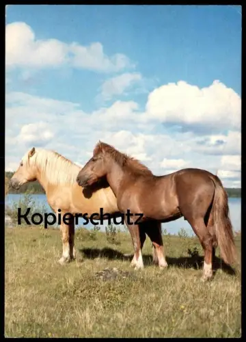 ÄLTERE POSTKARTE ZWEI PFERDE AUF EINER WEIDE WIESE two horses horse Pferd cheval Pferde Ansichtskarte postcard AK cpa